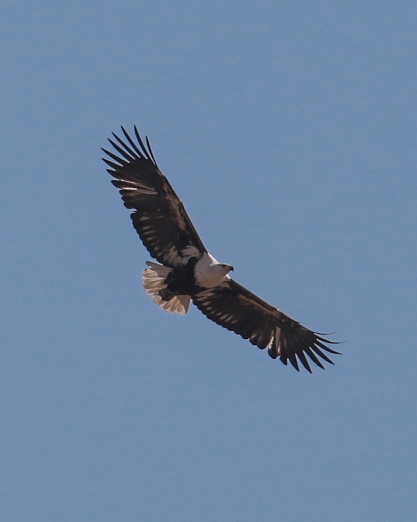 African Fish-Eagle - ML609771221