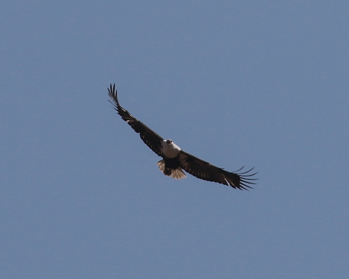 African Fish-Eagle - ML609771222