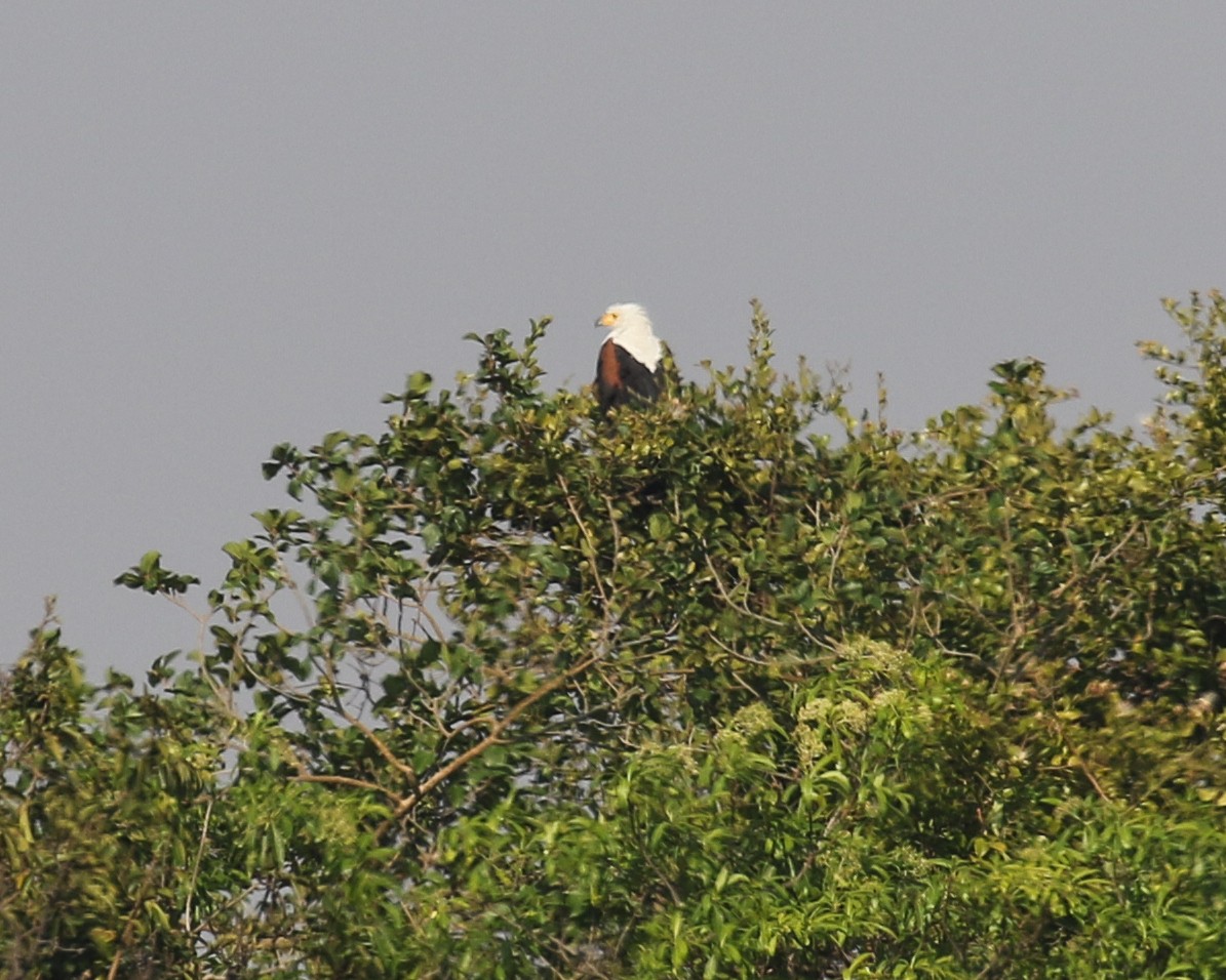 African Fish-Eagle - ML609771223