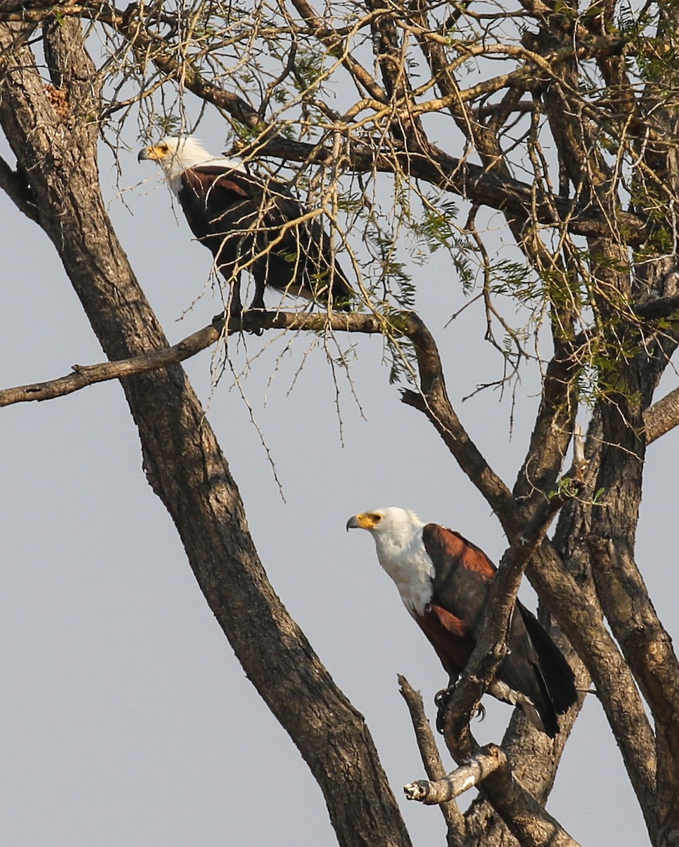 African Fish-Eagle - ML609771224