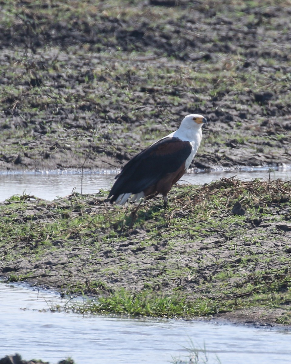African Fish-Eagle - ML609771225