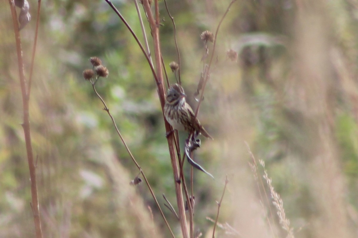 Lincoln's Sparrow - Daniel Edwards