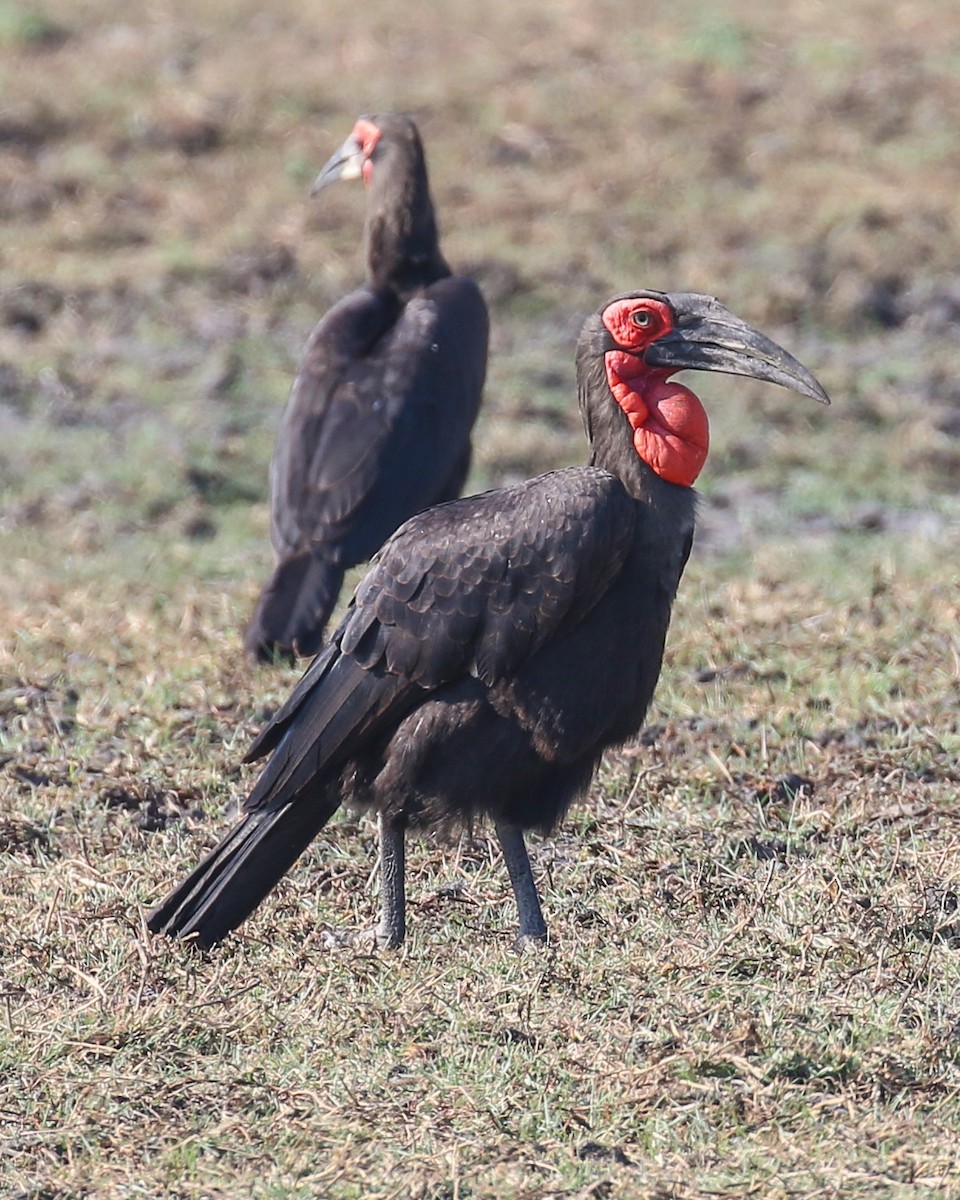 Southern Ground-Hornbill - David Kirschke