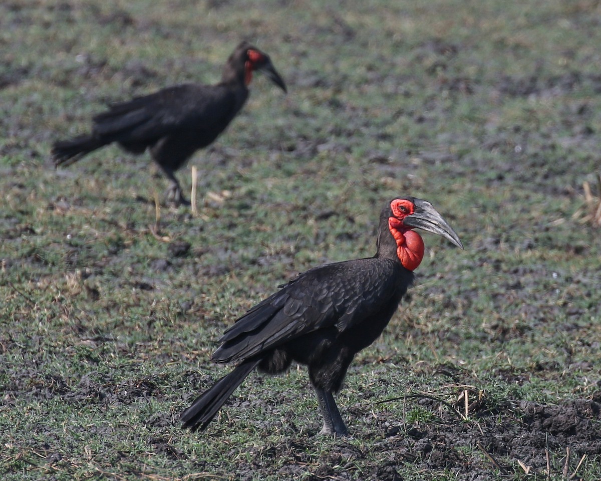 Southern Ground-Hornbill - David Kirschke