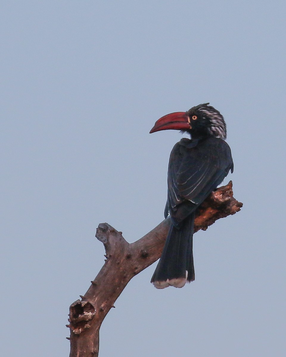 Crowned Hornbill - David Kirschke