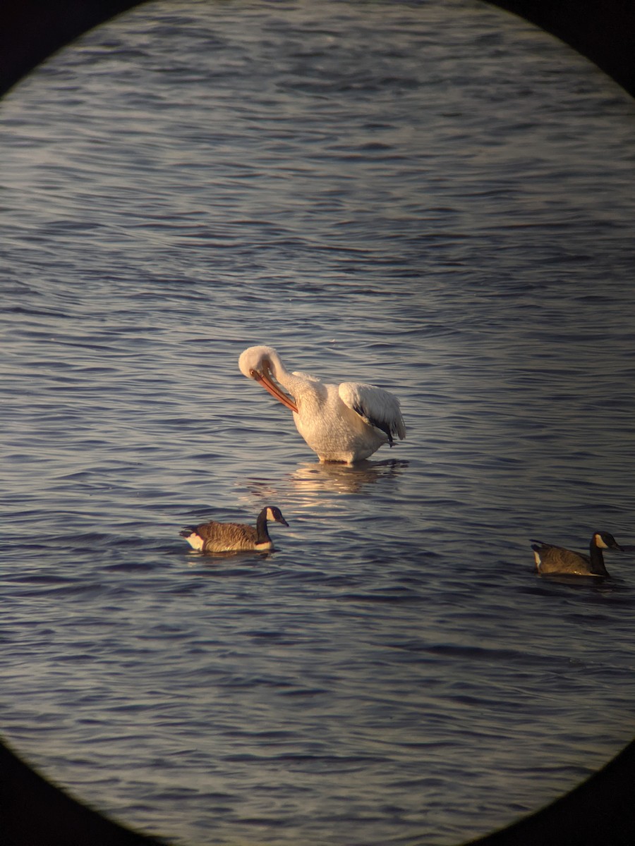 American White Pelican - ML609771273