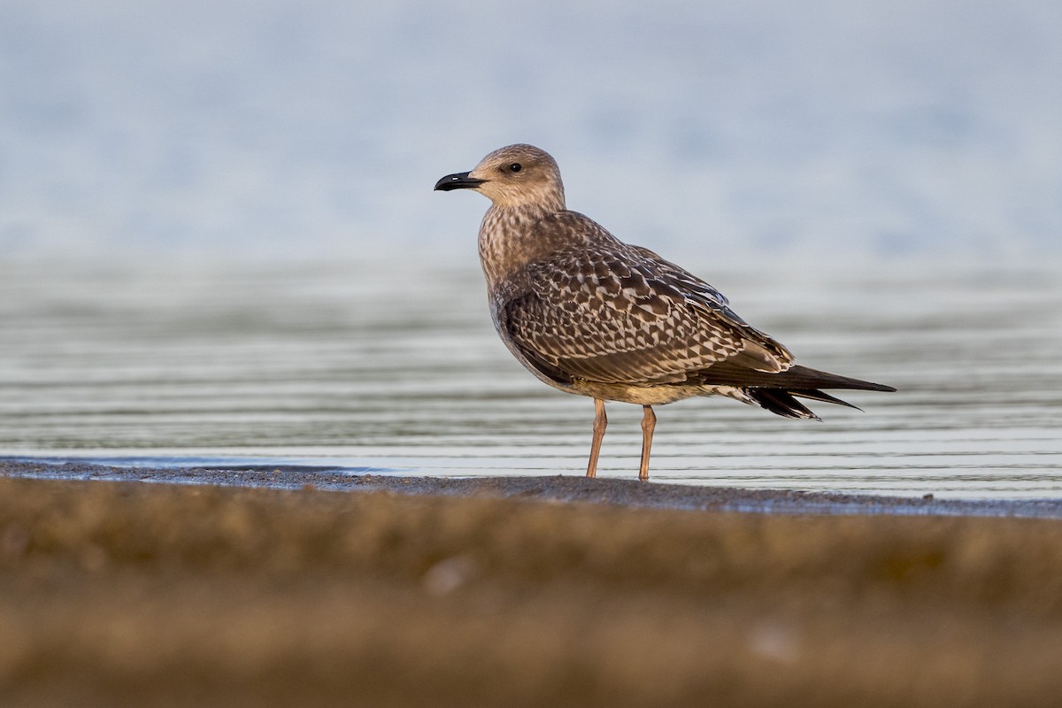 Lesser Black-backed Gull - mark kraus