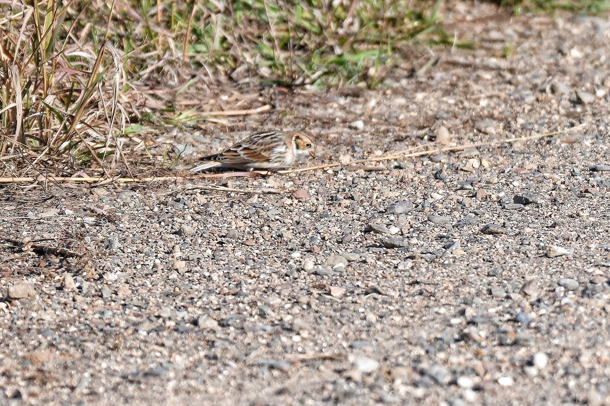 Lapland Longspur - ML609771352