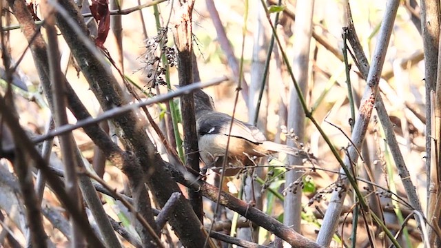 Pale-headed Brushfinch - ML609771362