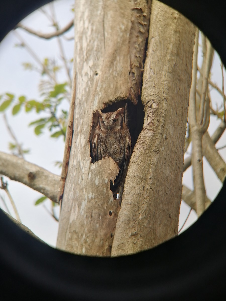 Tropical Screech-Owl - ML609771422