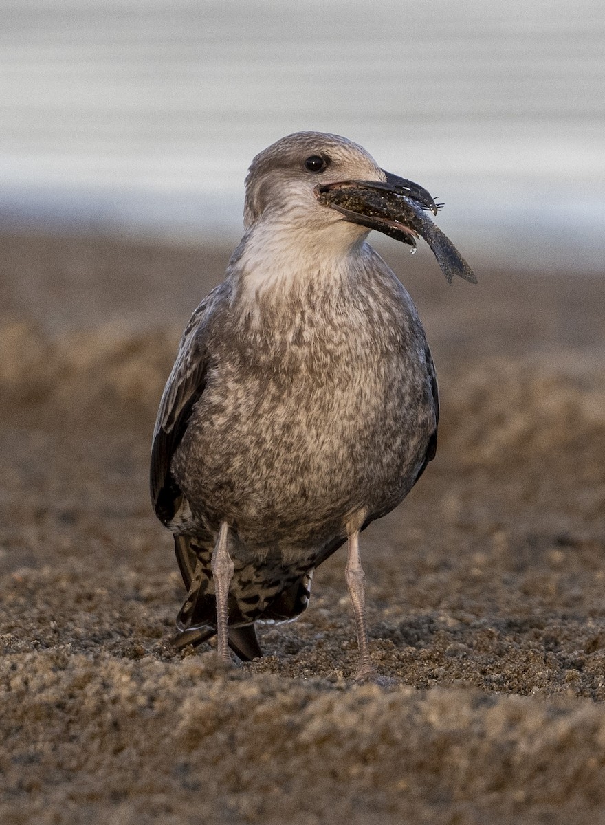 Gaviota Sombría - ML609771465