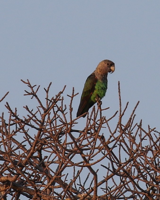 Brown-necked Parrot (Gray-headed) - David Kirschke