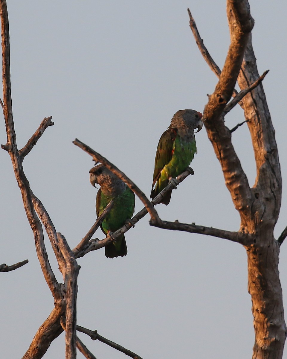 Brown-necked Parrot (Gray-headed) - David Kirschke