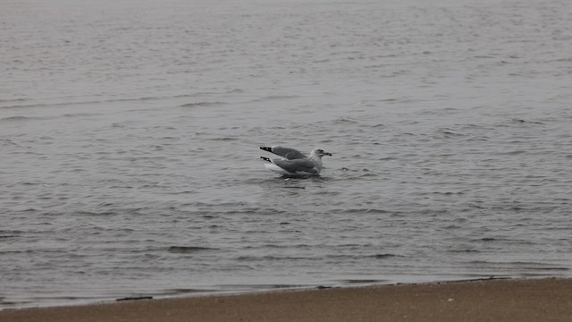 Ring-billed Gull - ML609771534