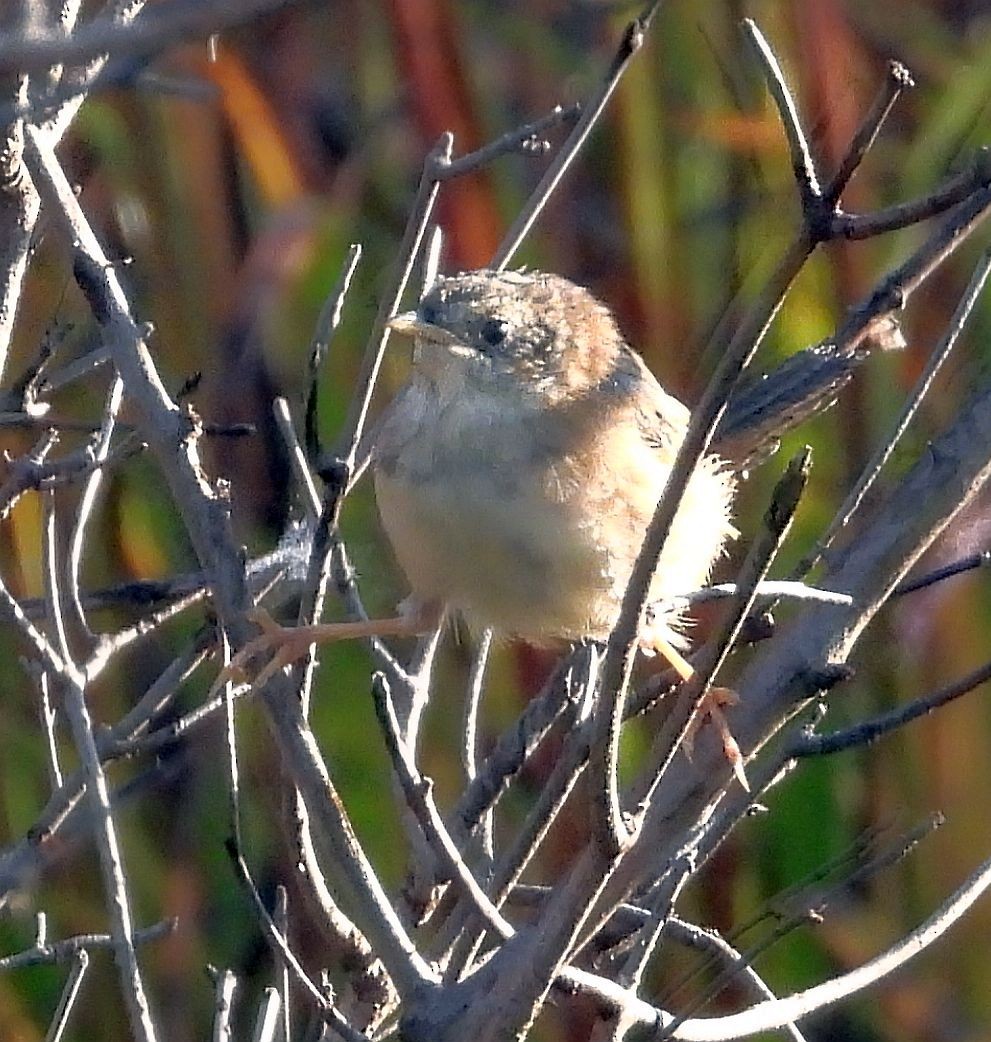 Sedge Wren - Cynthia Norris