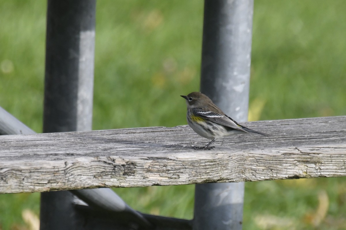 Yellow-rumped Warbler - Kazumi Ohira