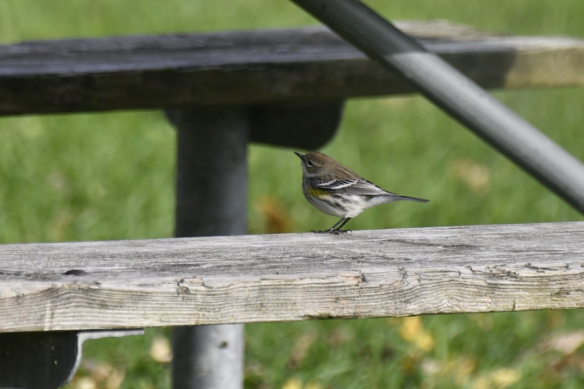 Yellow-rumped Warbler - Kazumi Ohira