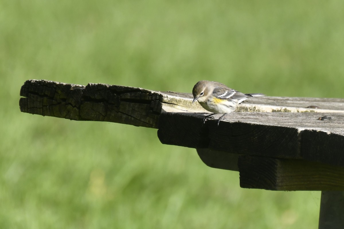 Yellow-rumped Warbler - Kazumi Ohira