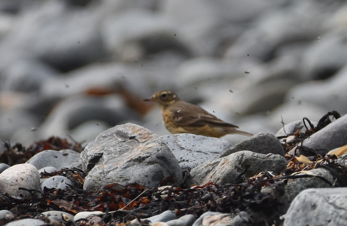 American Pipit - ML609771638