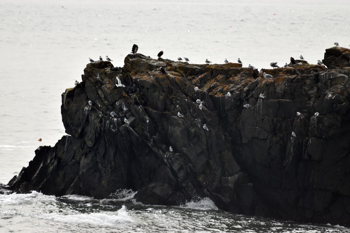 Black-legged Kittiwake - Jada Fitch