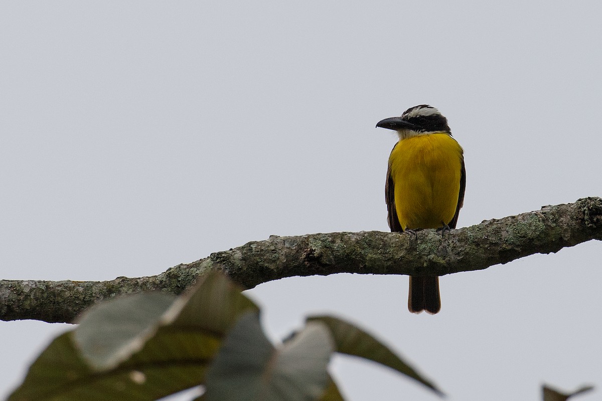 Boat-billed Flycatcher (Tumbes) - ML609771654