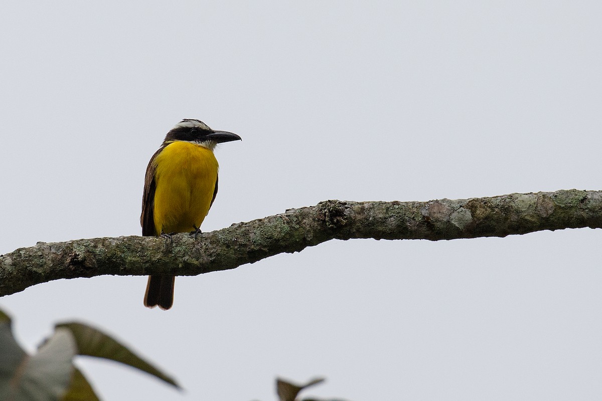 Boat-billed Flycatcher (Tumbes) - Anonymous