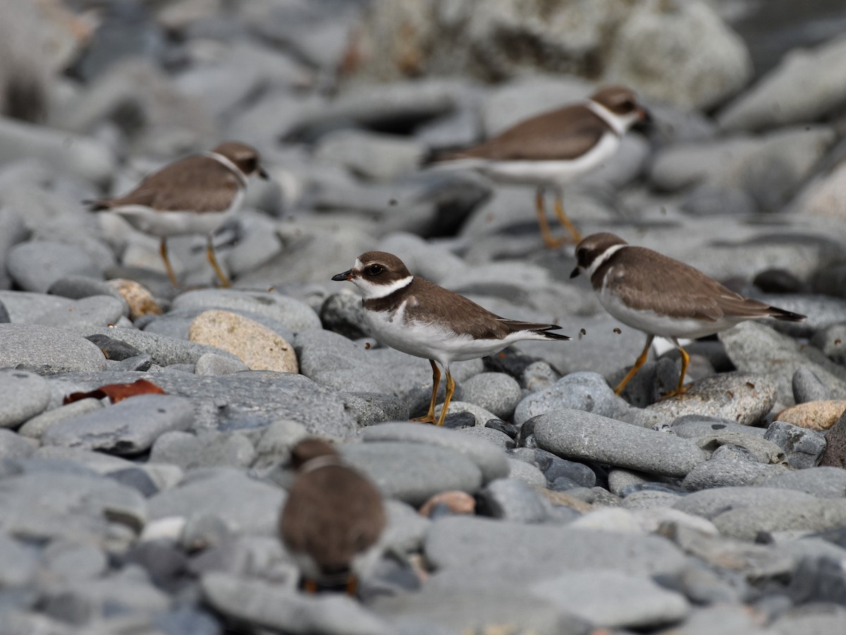 Semipalmated Plover - ML609771667
