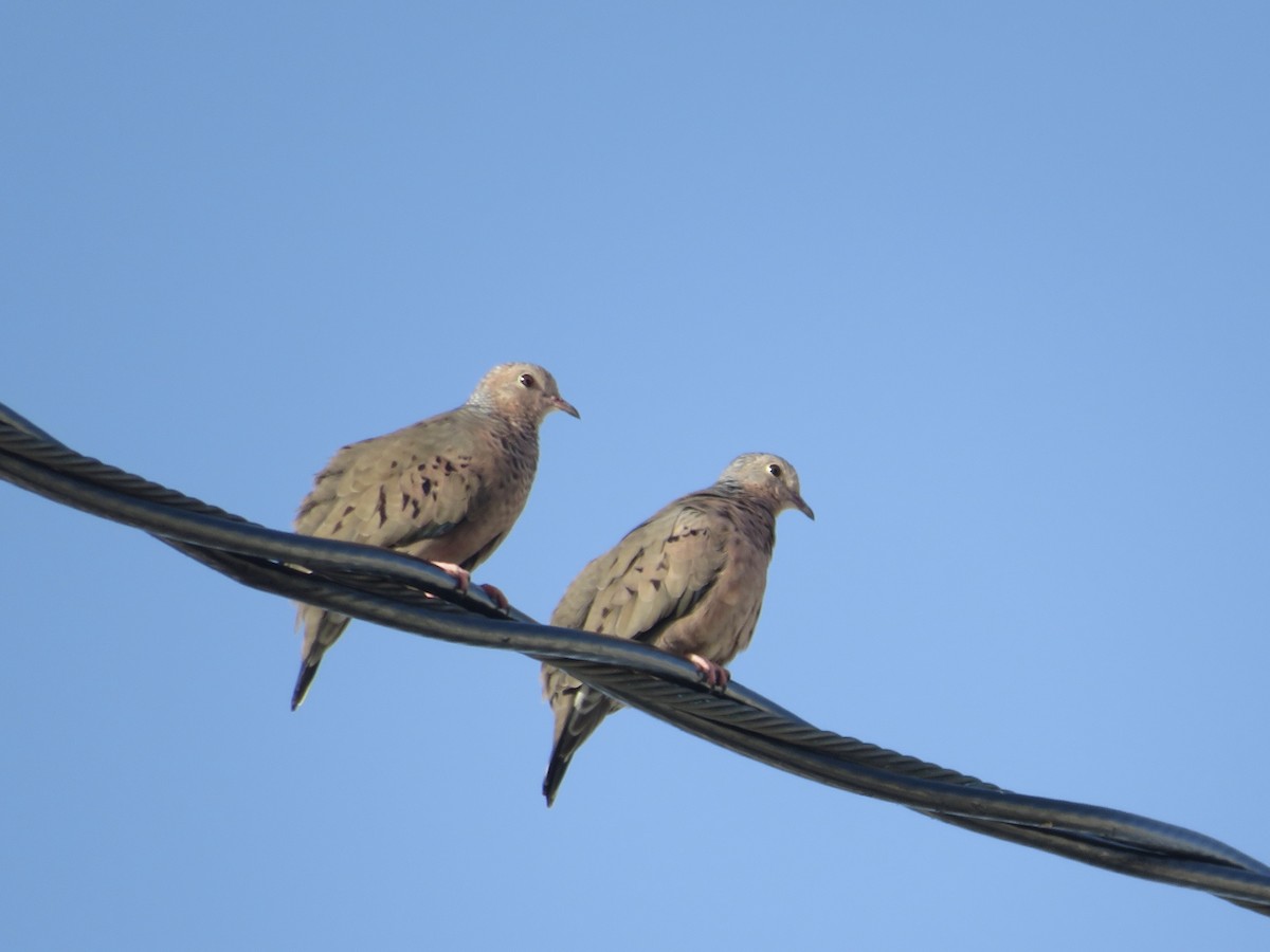 Common Ground Dove - ML609771718