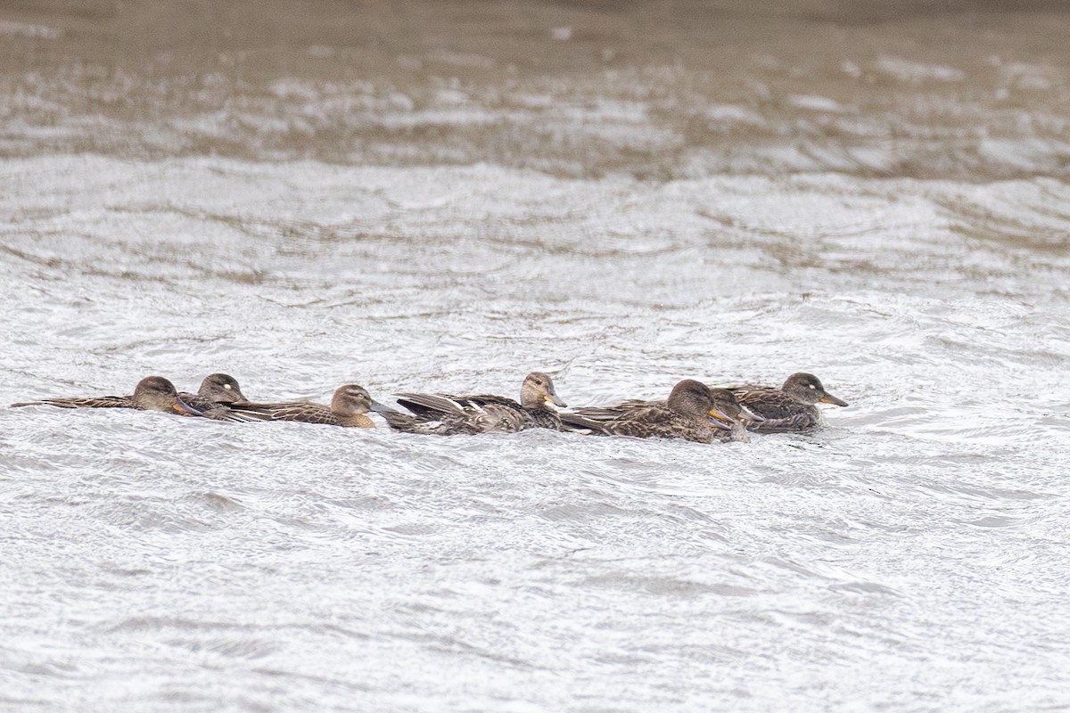 Garganey - Yann Muzika