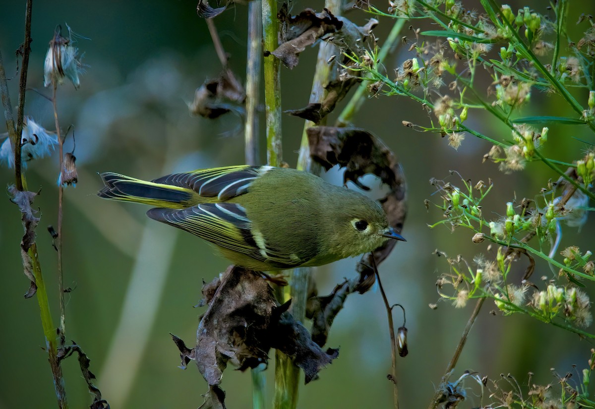 Ruby-crowned Kinglet - Robert King