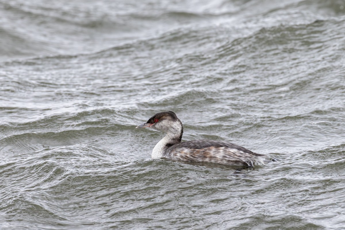 Horned Grebe - Yann Muzika