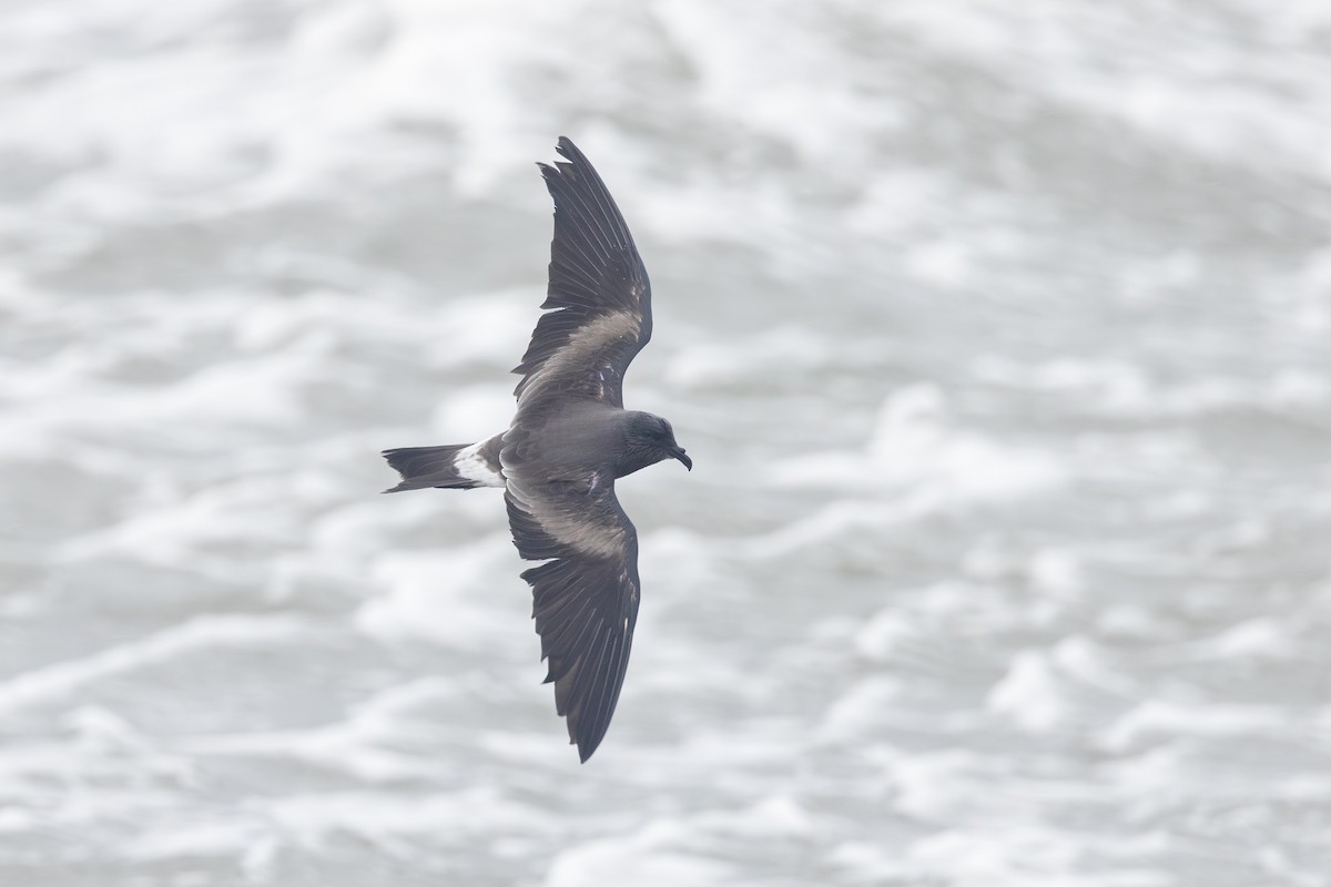 Leach's Storm-Petrel (Leach's) - ML609771785