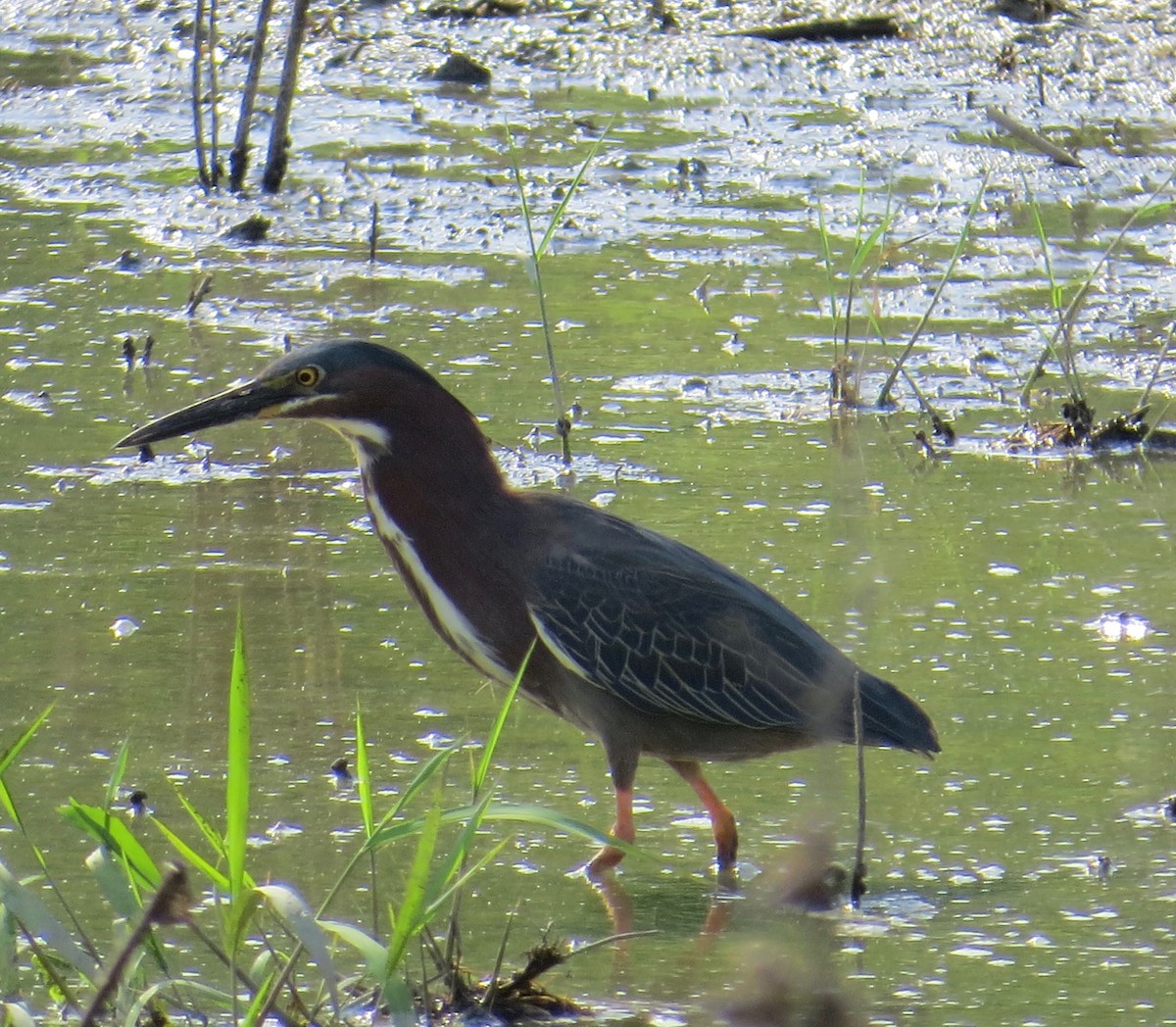 Green Heron - ML60977181