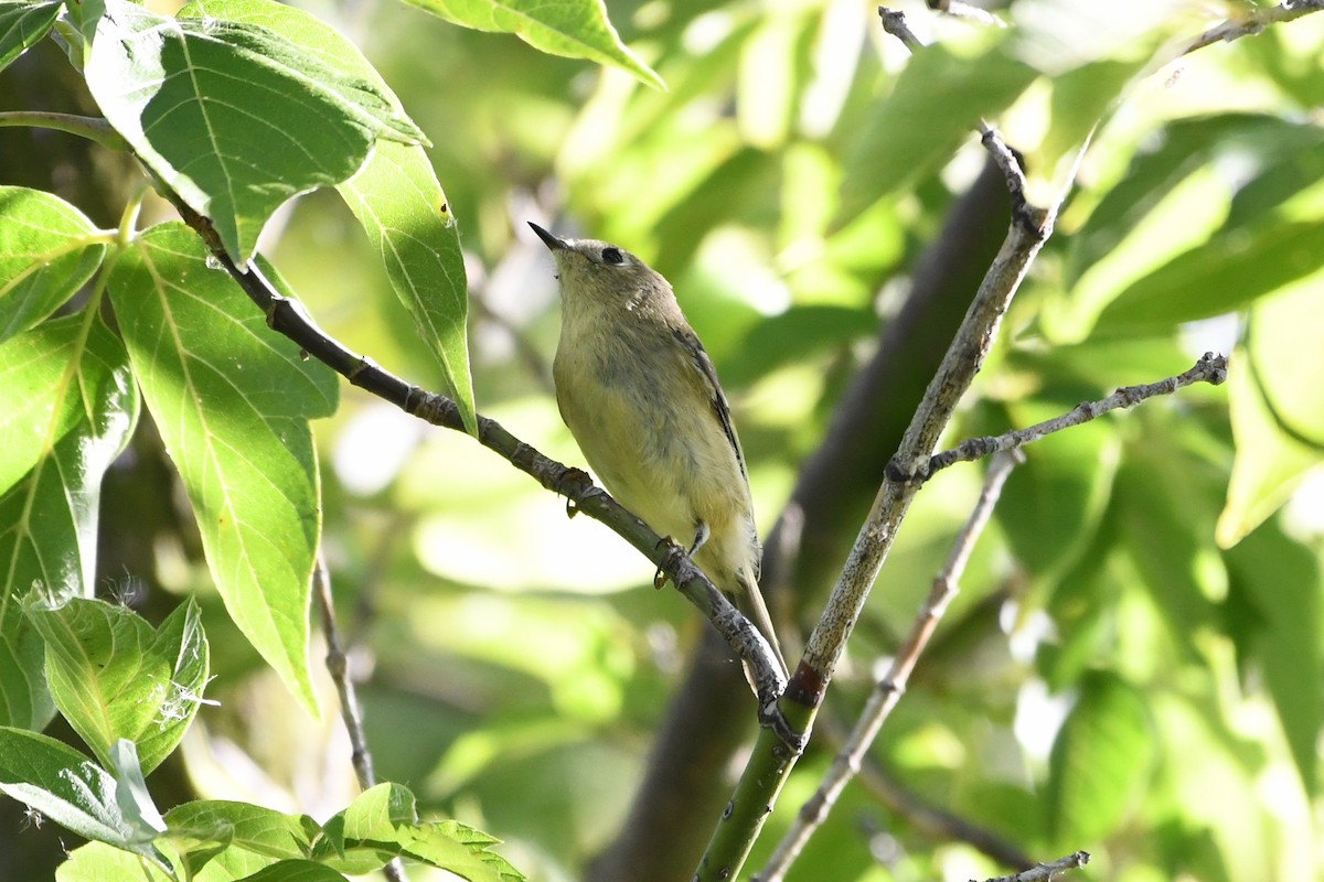 Ruby-crowned Kinglet - ML609771896