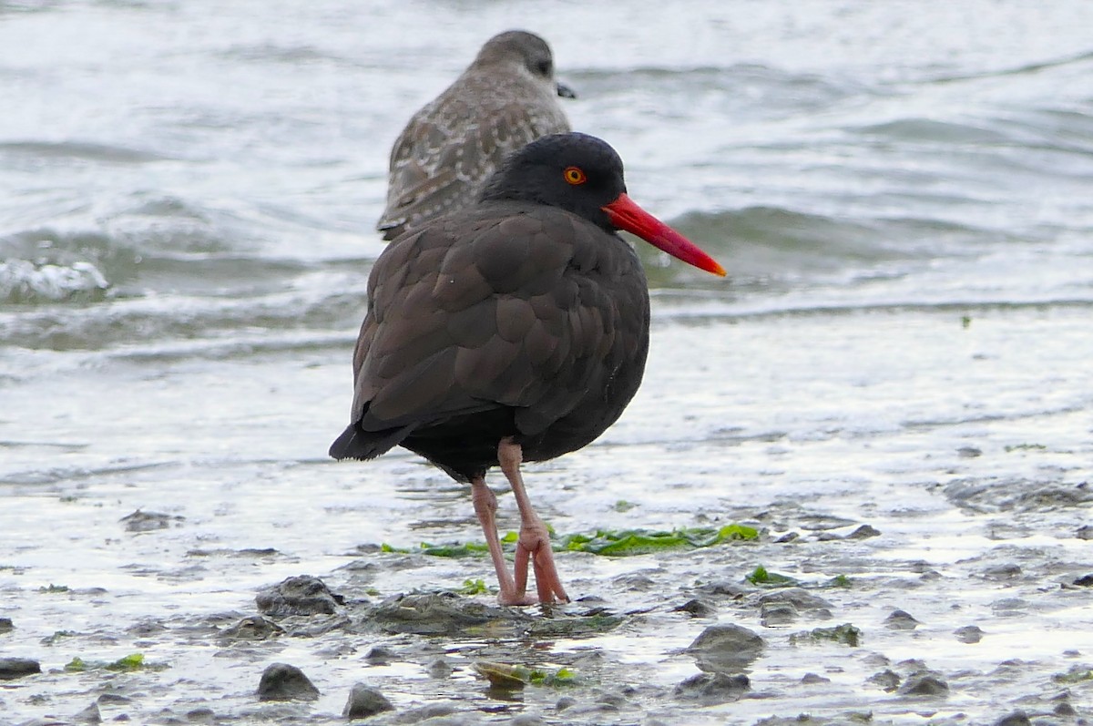 Black Oystercatcher - ML609771975