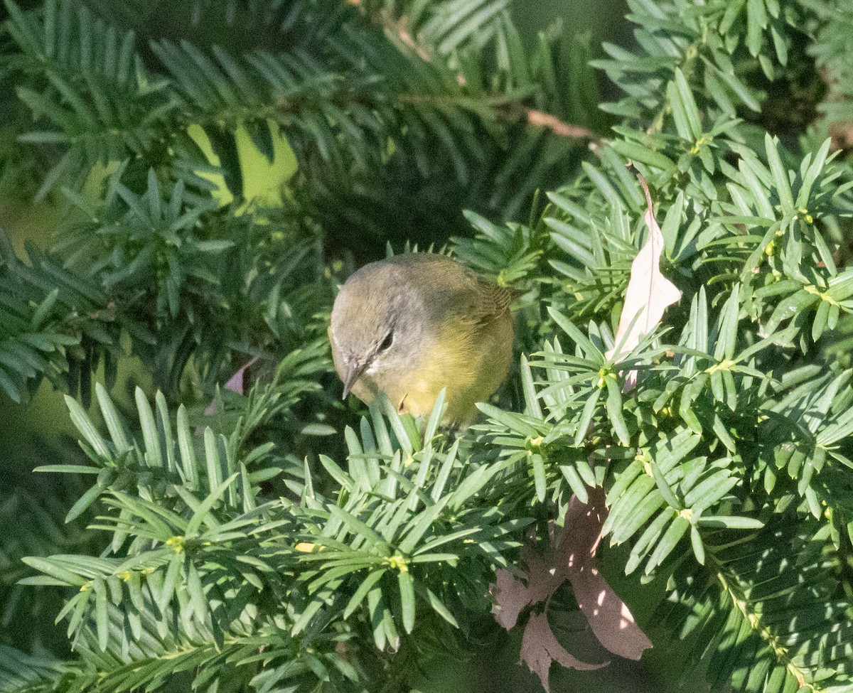 Orange-crowned Warbler - ML609771980