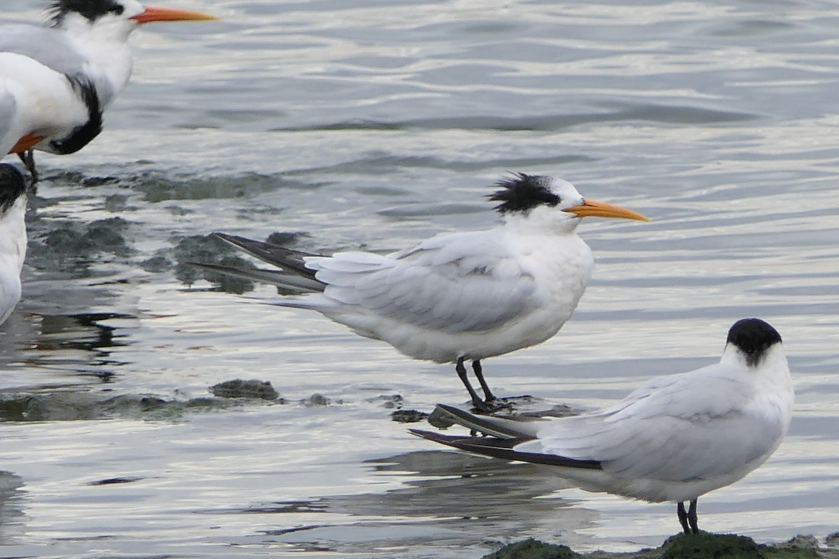 Elegant Tern - ML609771983