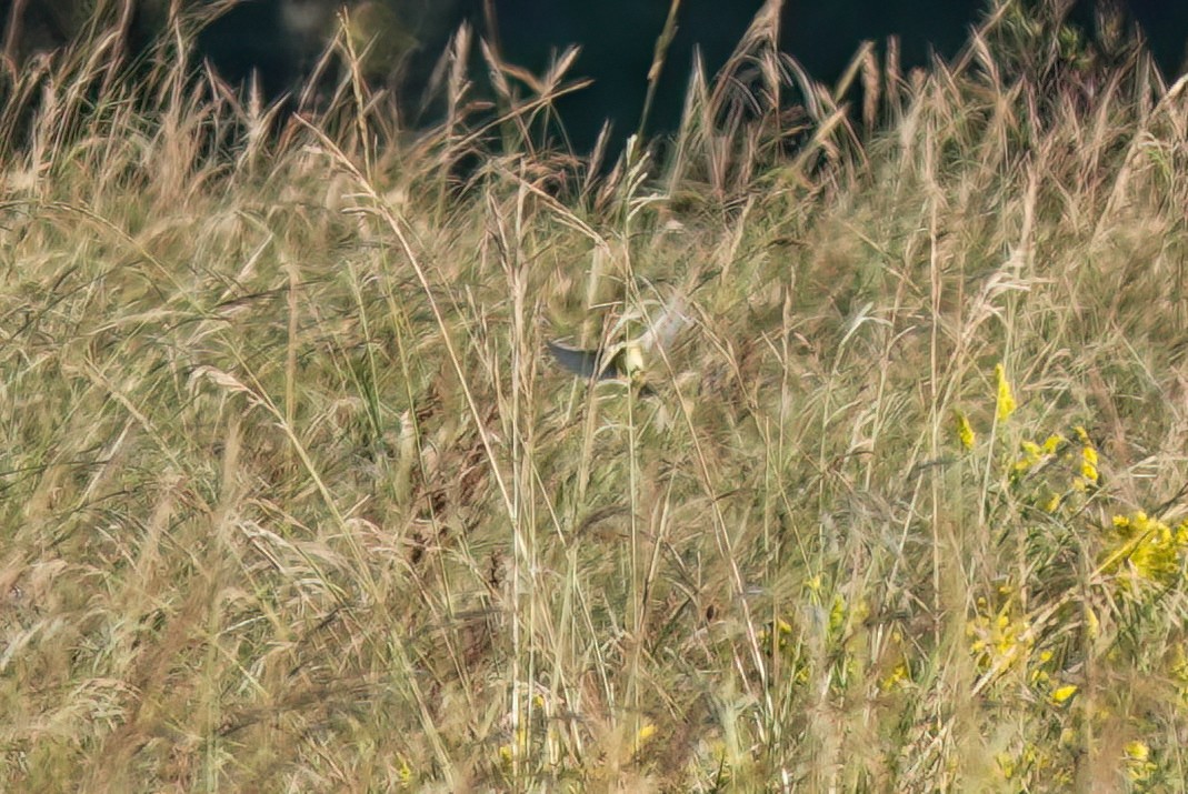 Bobolink - ML609771985