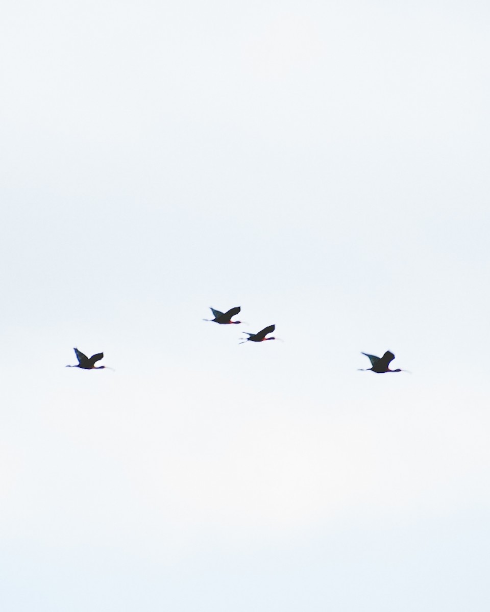 ibis americký - ML609771990