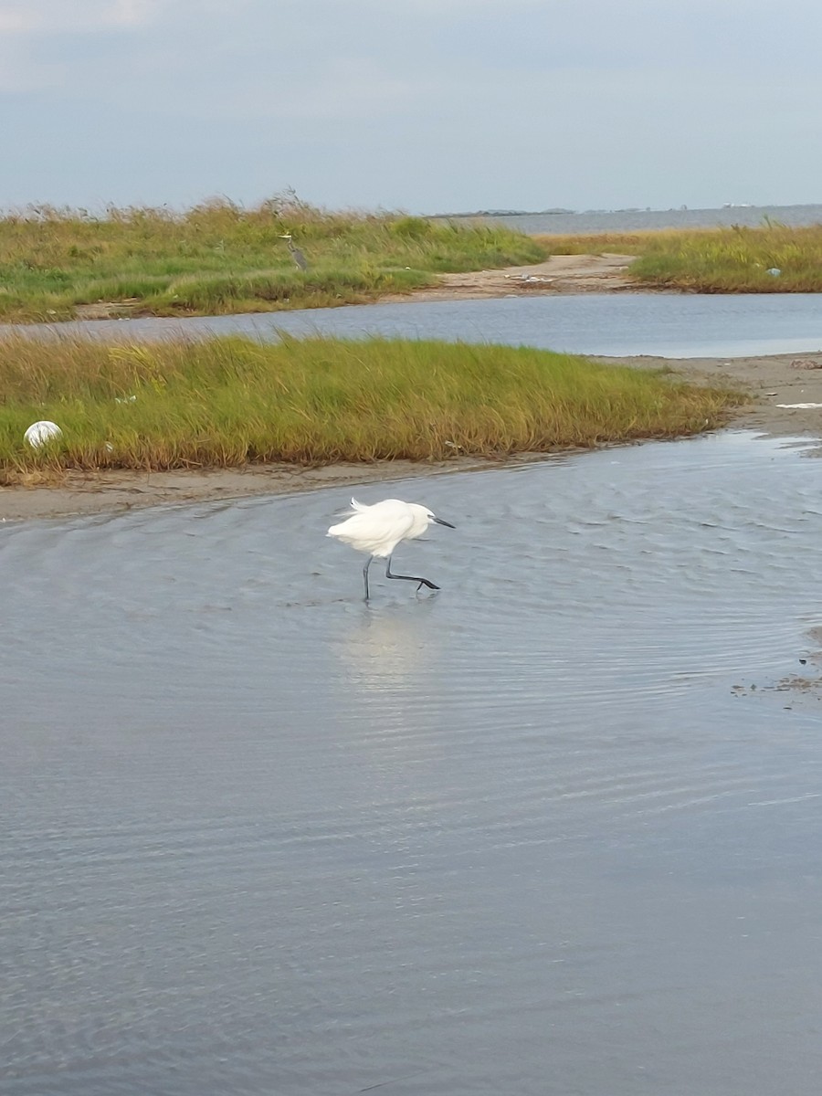 Reddish Egret - John Keegan