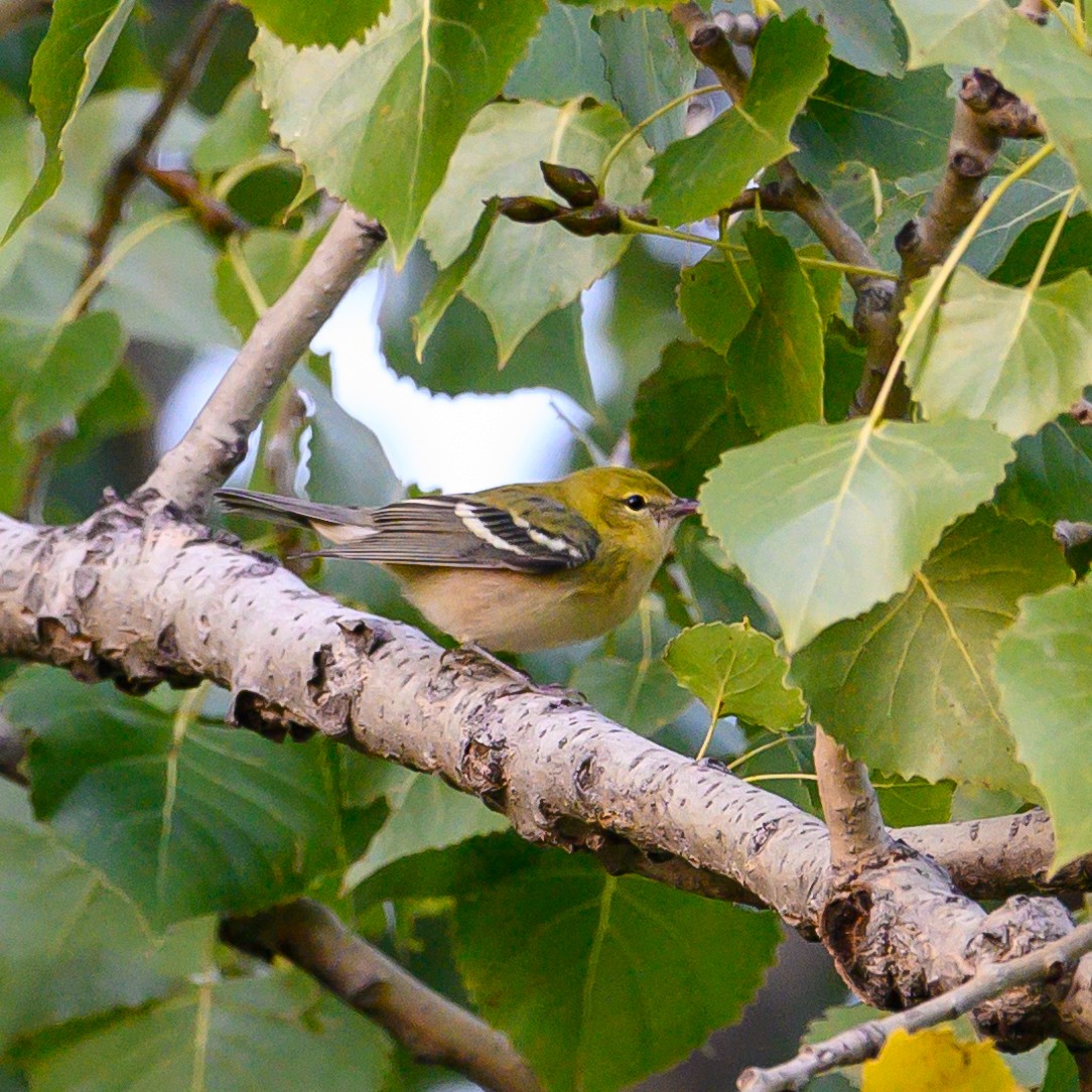 Bay-breasted Warbler - Christopher Boser