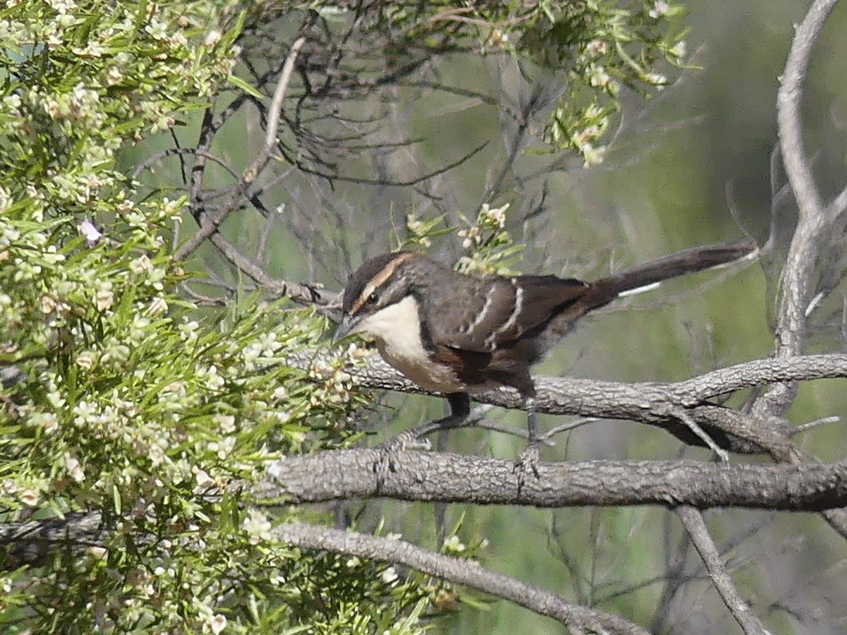 Chestnut-crowned Babbler - ML609772066