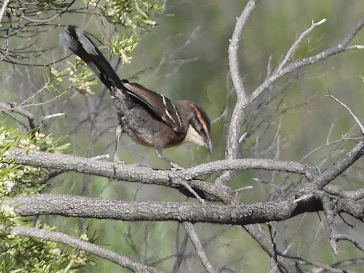 Chestnut-crowned Babbler - ML609772067