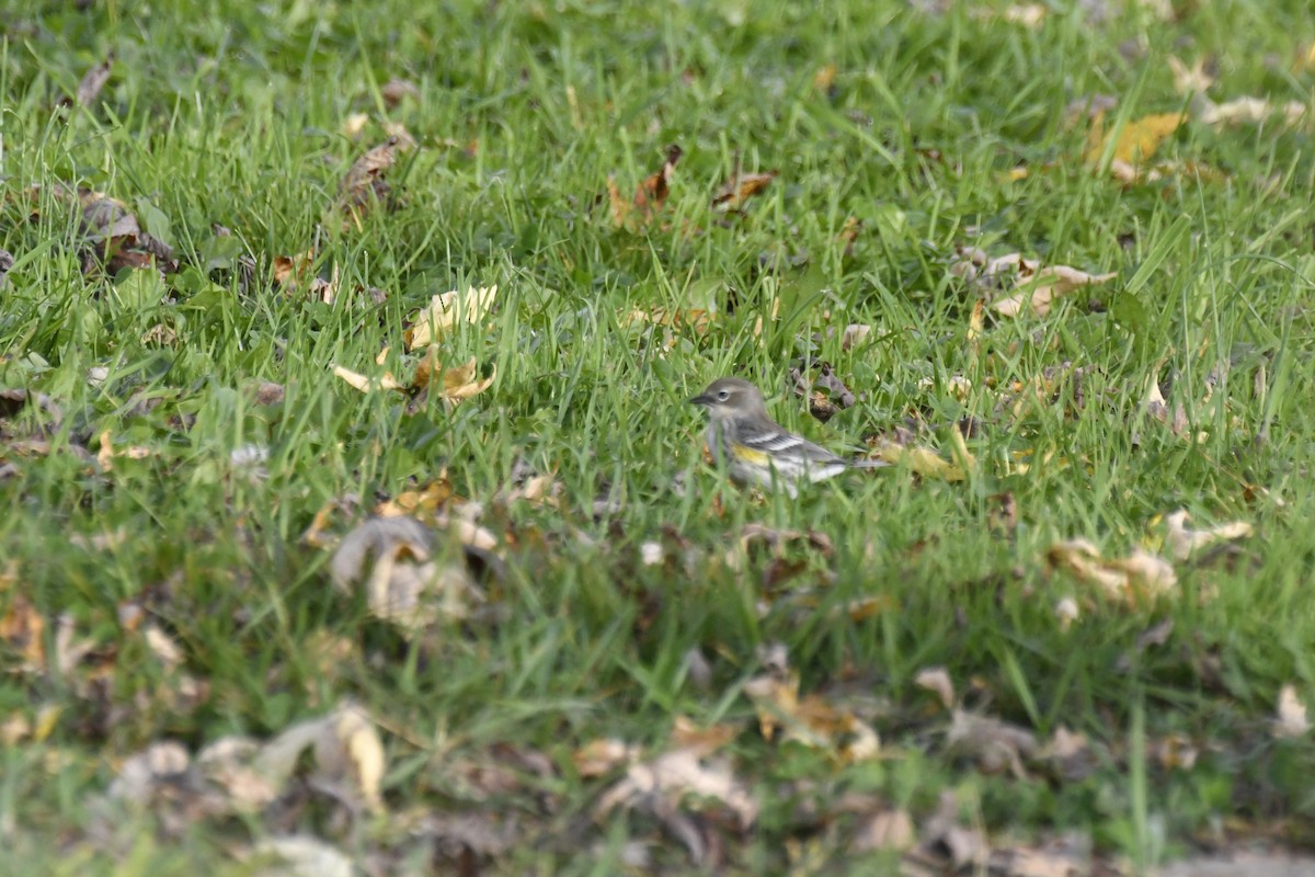 Yellow-rumped Warbler - ML609772178