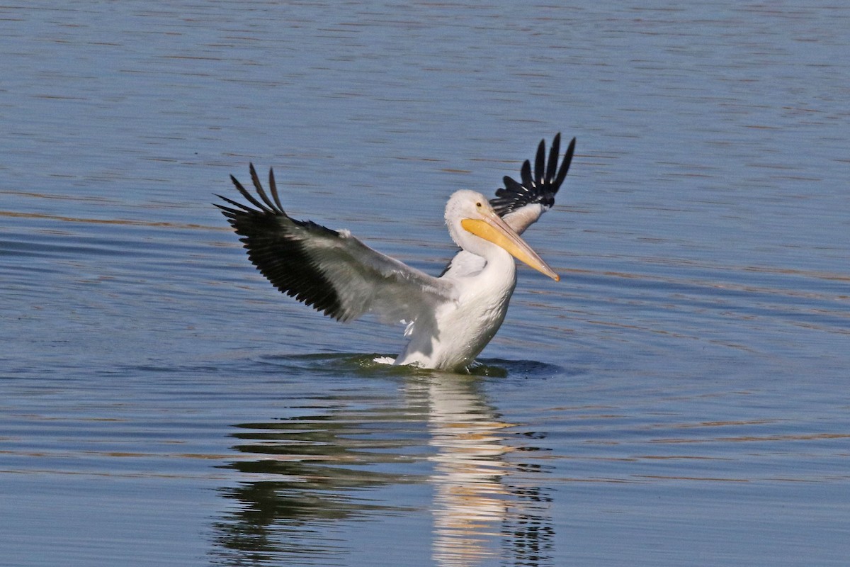 pelikán severoamerický - ML609772183
