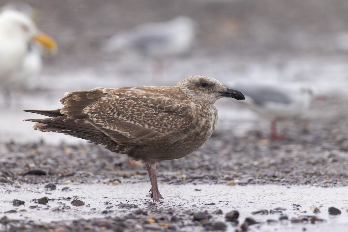 Slaty-backed Gull - ML609772296