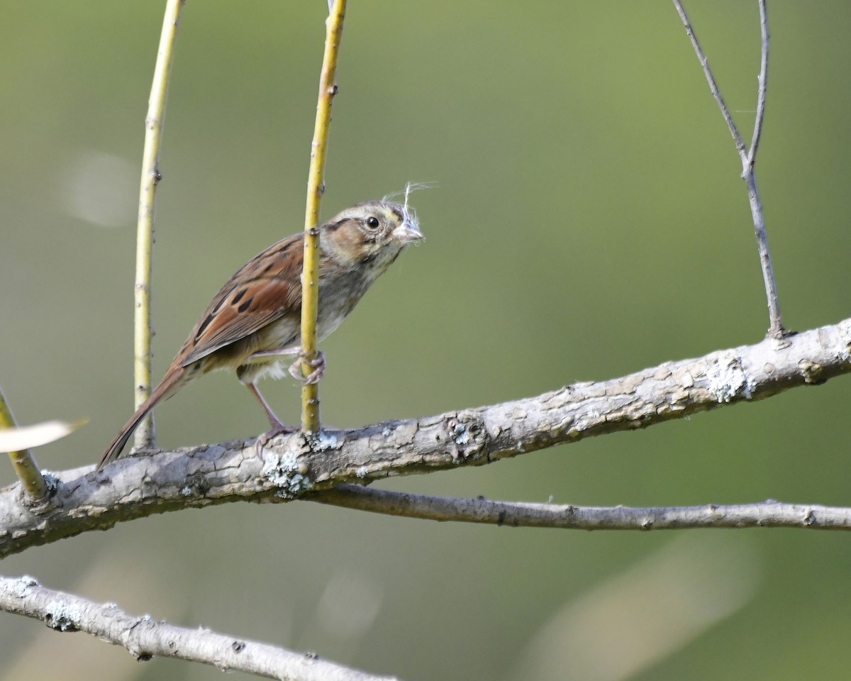 Swamp Sparrow - ML609772298