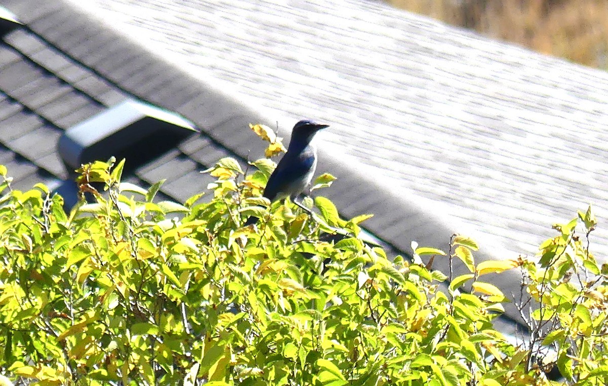 Woodhouse's Scrub-Jay - Bob Clark