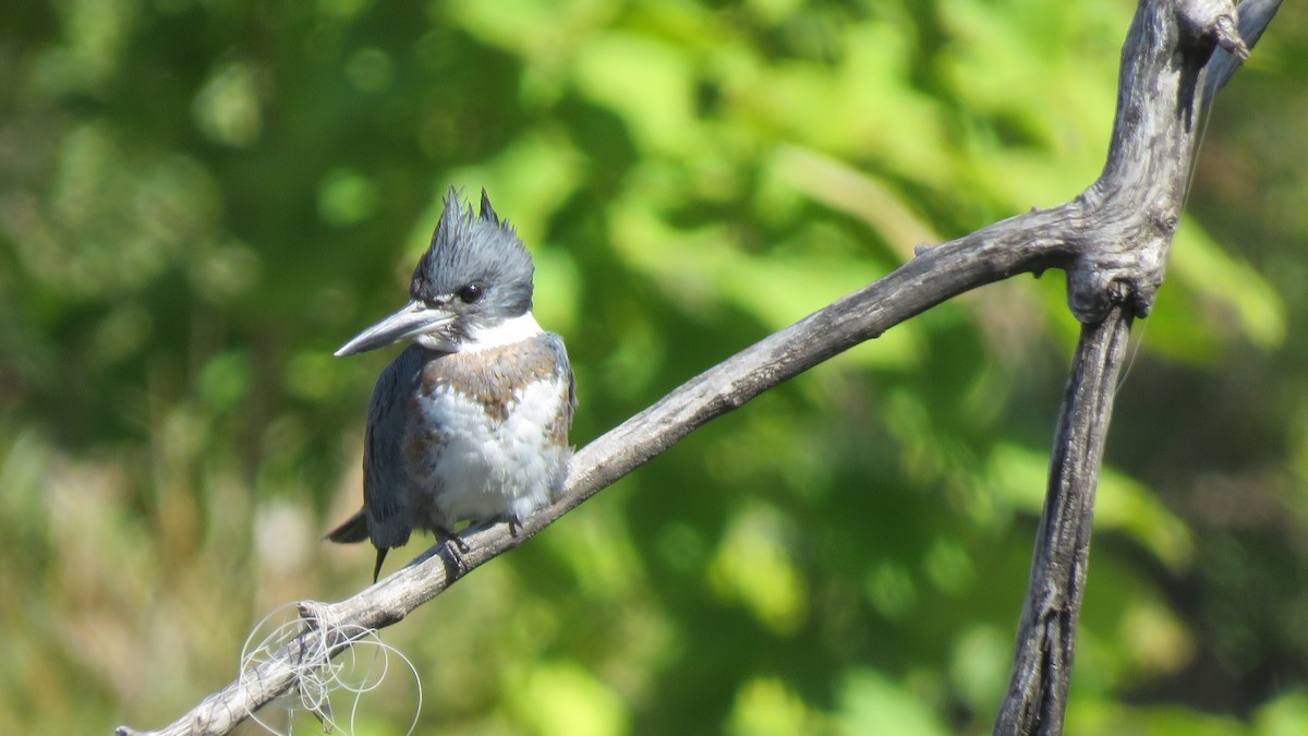 Belted Kingfisher - ML609772446