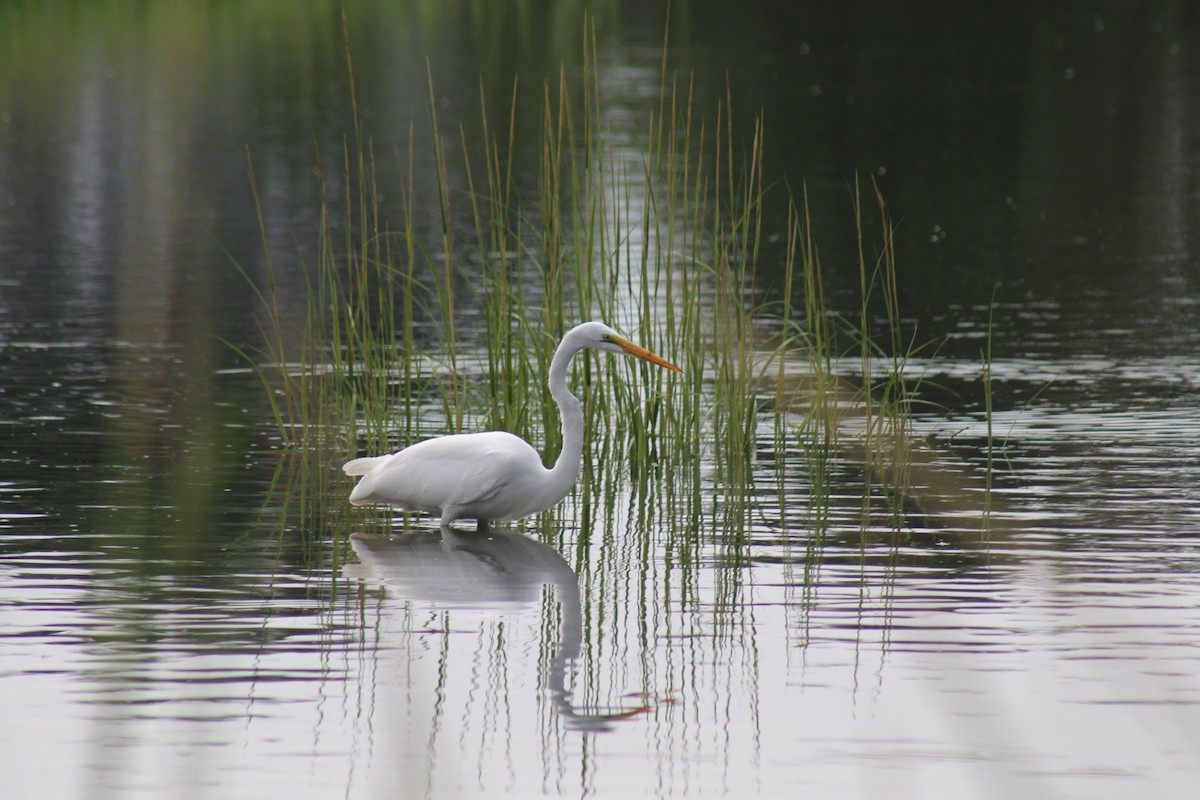 Great Egret - ML609772486